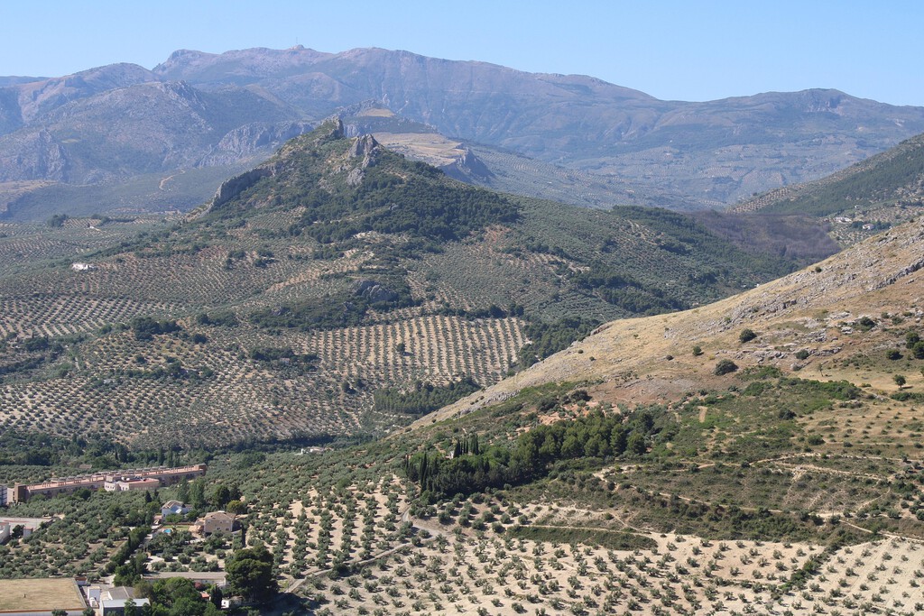 Algo extraño está pasando con el precio del aceite de oliva: sigue en caída libre pese a una última cosecha «media»