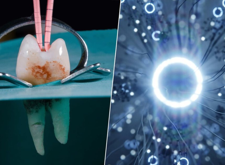 Hemos desarrollado un implante dental que parece sacado de ‘Blade Runner’: crece y es capaz de ‘hackear’ el cerebro