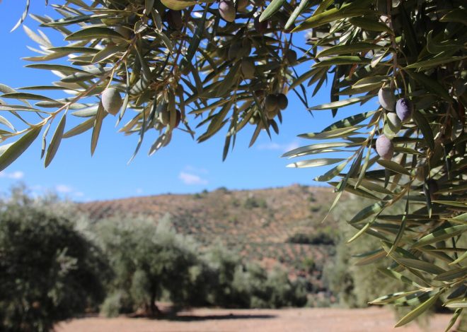 Creíamos que nos encontrábamos ante una cosecha «histórica» de aceite. Los agricultores ahora prevén un baño de realidad