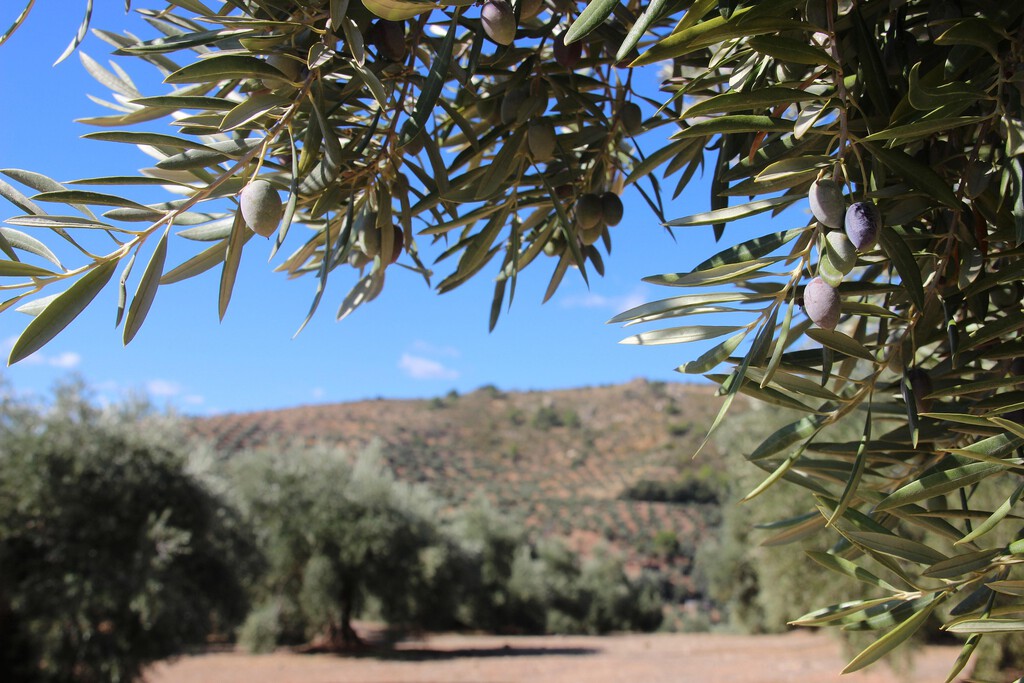 Creíamos que nos encontrábamos ante una cosecha «histórica» de aceite. Los agricultores ahora prevén un baño de realidad