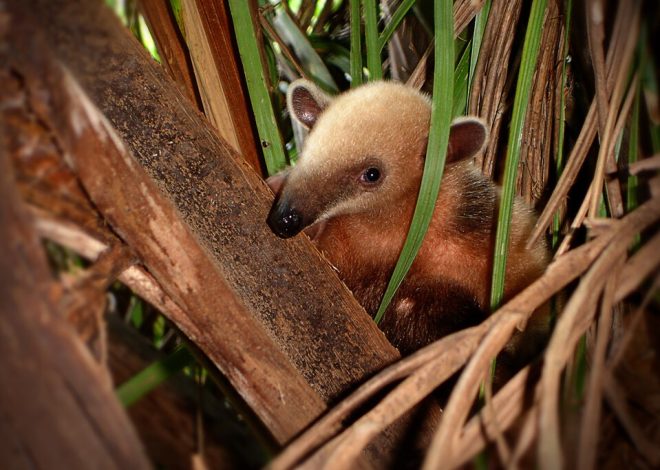 Por alguna razón, la evolución no para de crear osos hormigueros. Ha surgido 12 veces distintas en todo el mundo