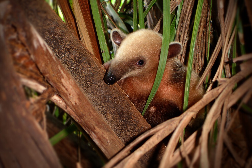 Por alguna razón, la evolución no para de crear osos hormigueros. Ha surgido 12 veces distintas en todo el mundo