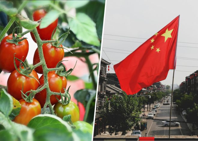 Extremadura se las prometía muy felices con su potente industria del tomate españo. Hasta que llegó China