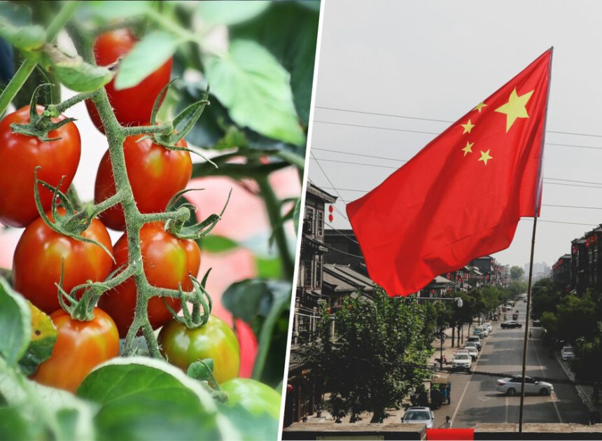 Extremadura se las prometía muy felices con su potente industria del tomate españo. Hasta que llegó China