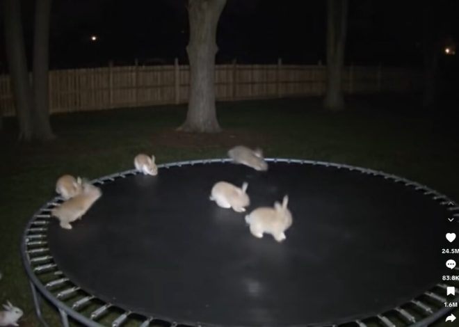 Estos conejos en un trampolín son graciosísimos. Y están desatando una de las mayores crisis de confianza en la IA