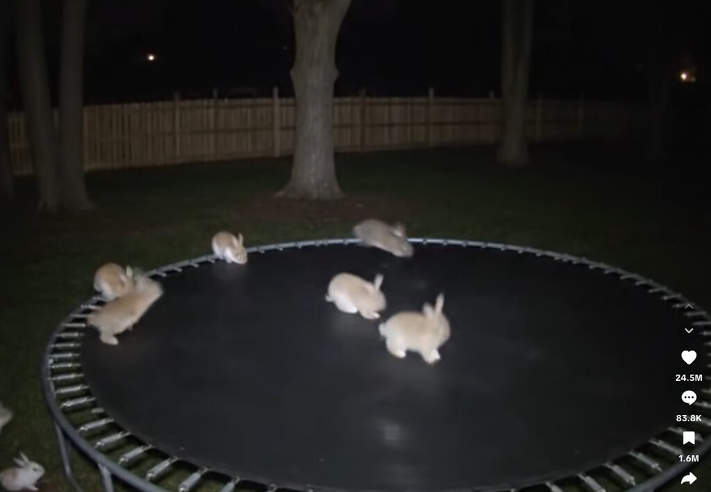 Estos conejos en un trampolín son graciosísimos. Y están desatando una de las mayores crisis de confianza en la IA